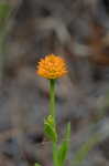 Orange milkwort